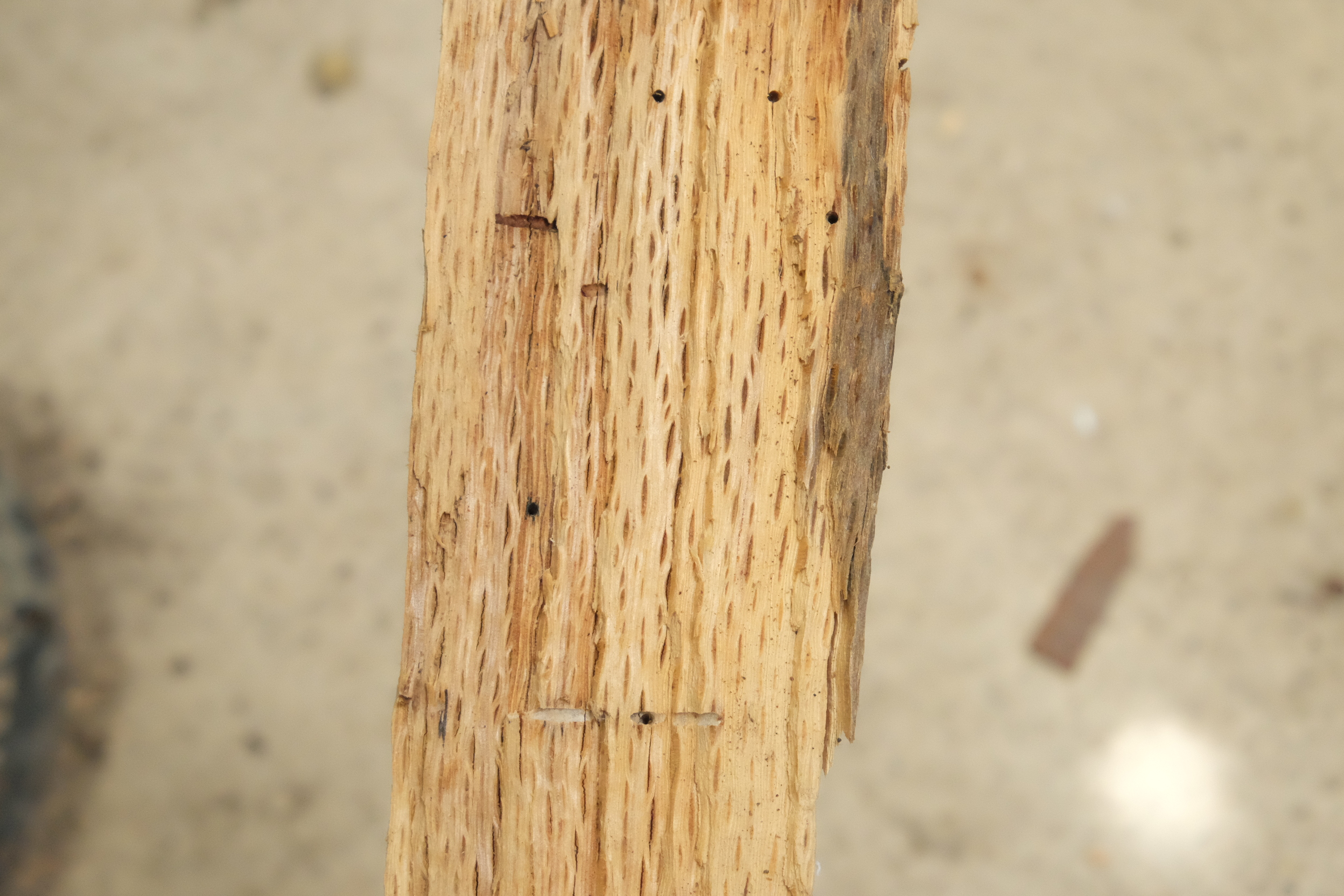 薪の代表的な木の樹種の見分け方とおススメの活用法 その１